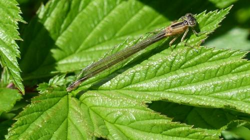 Ischnura elegans